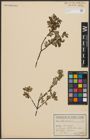 Foto von Salix aurita L.